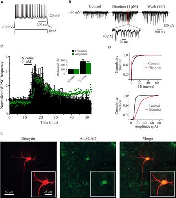 Nicotine Increases Spontaneous Glutamate Release in the Rostromedial Tegmental Nucleus